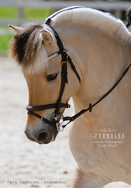 Bernhard