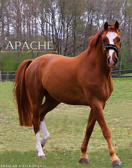 Apache