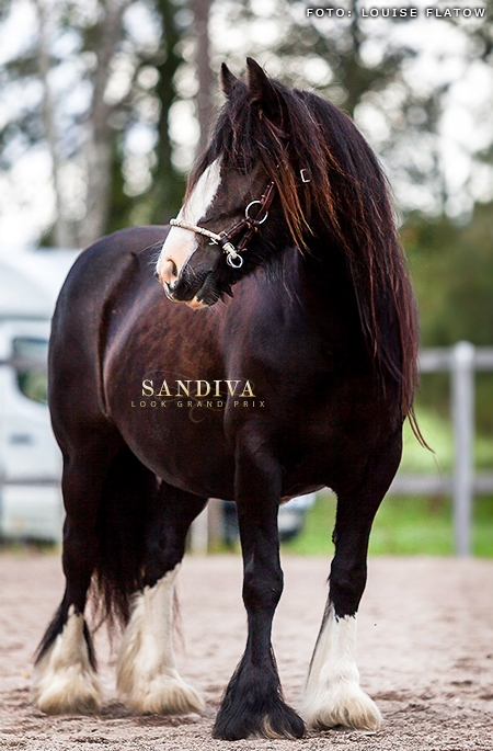 Sandiva