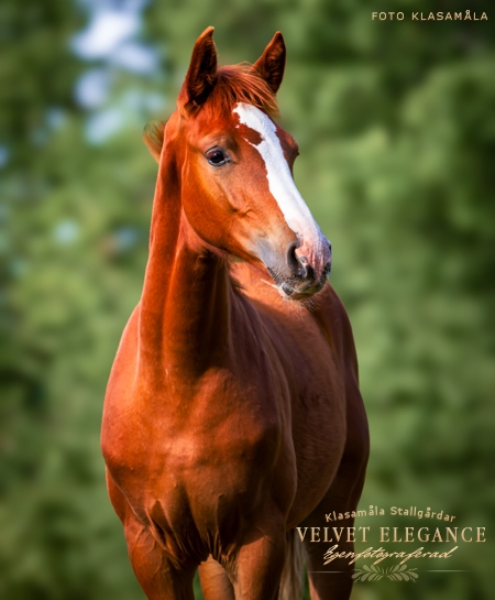 Velvet Elegance