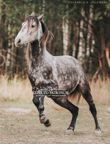 Expecto Patronum
