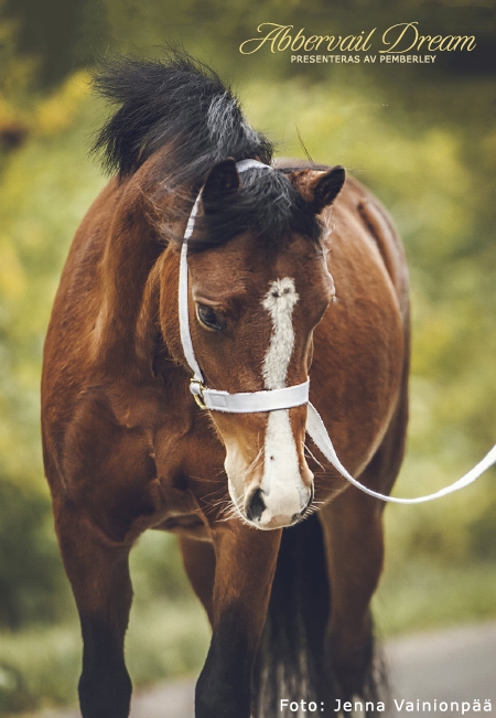 Abbervail Dream