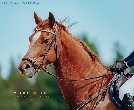Amber Dream