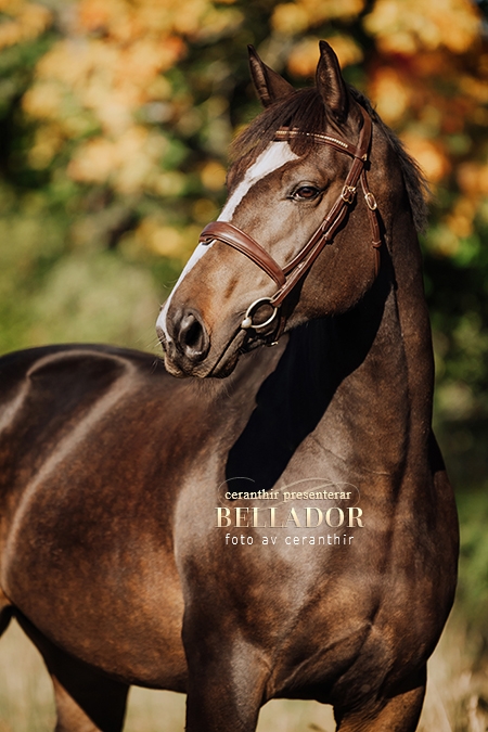 Bellador