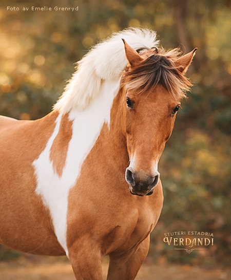 Verdandi