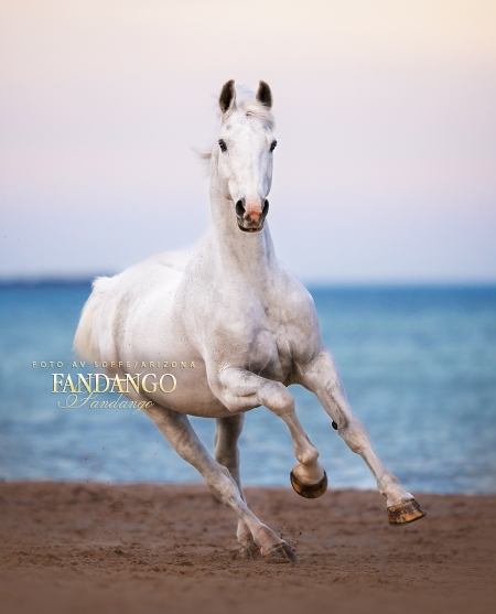 Fandango