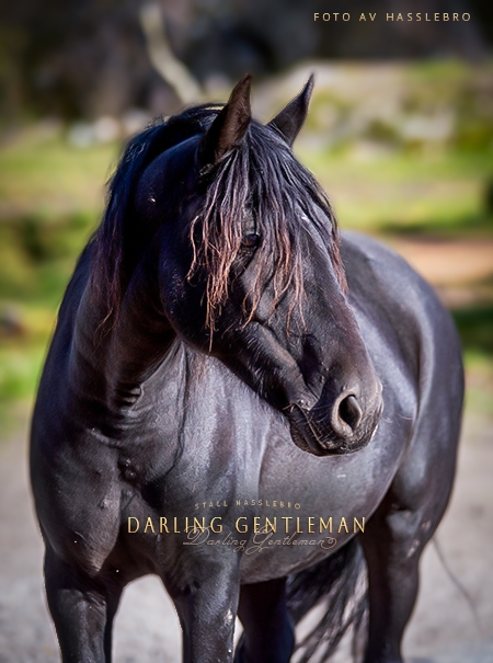 Darling Gentleman