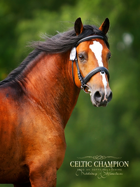 Celtic Champion