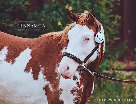 Cinnamon