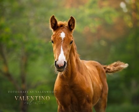 Valentino