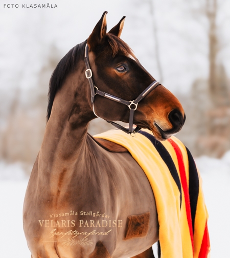 Velaris Paradise