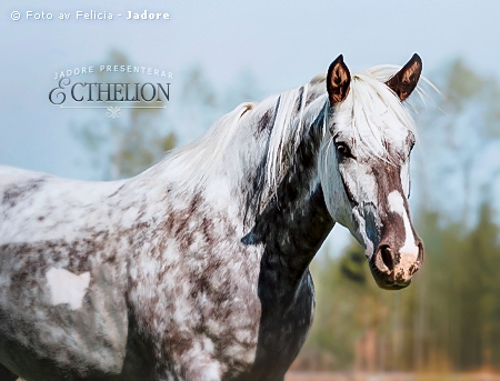 Ecthelion