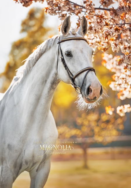 Magnolia