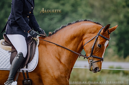Alouette