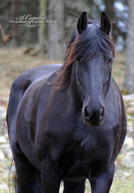 A Capella