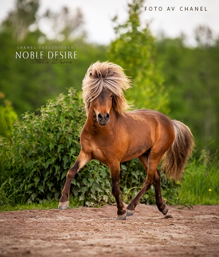 Noble Desire