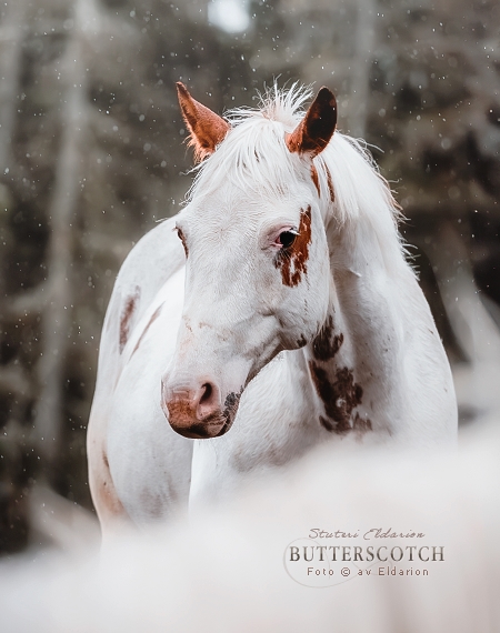 Butterscotch