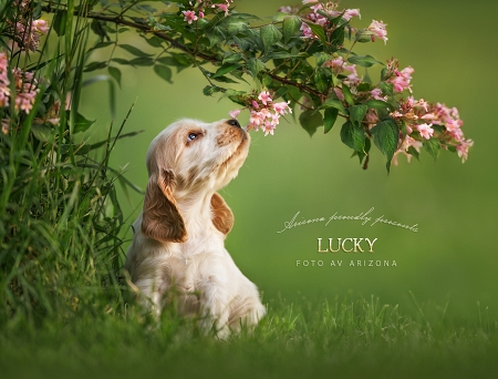Lucky