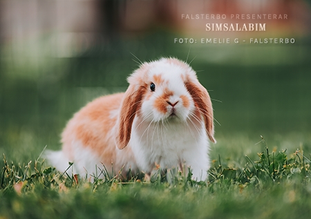 Simsalabim