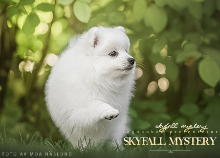 Skyfall Mystery