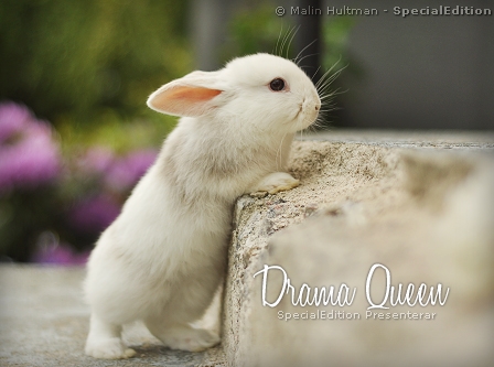 Drama Queen