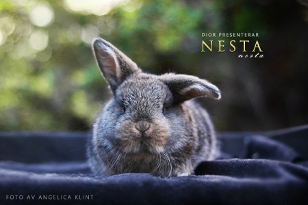 Nesta