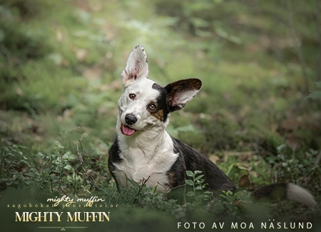 Mighty Muffin