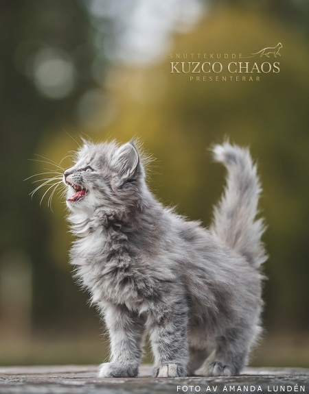 Kuzco Chaos