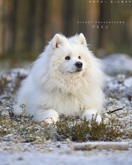 Paku