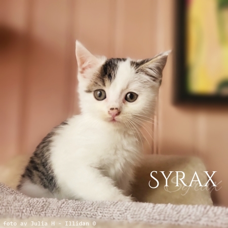 Syrax