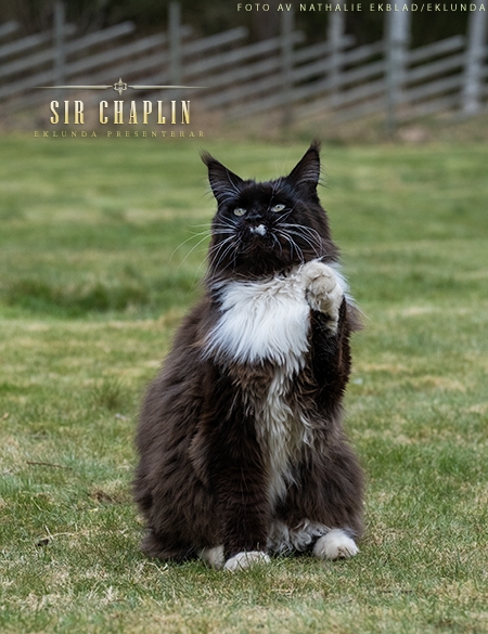 Sir Chaplin