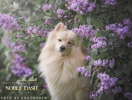 Noble Dash
