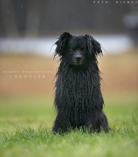 Chandler