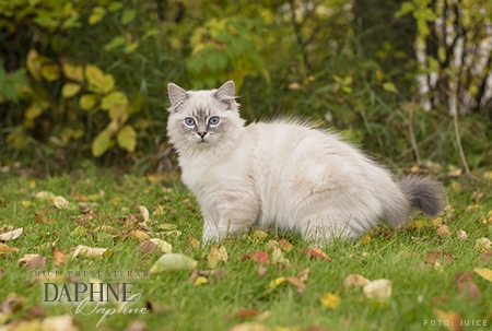 Daphne