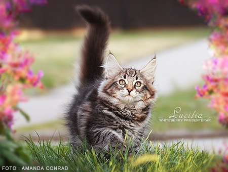 Lucilia