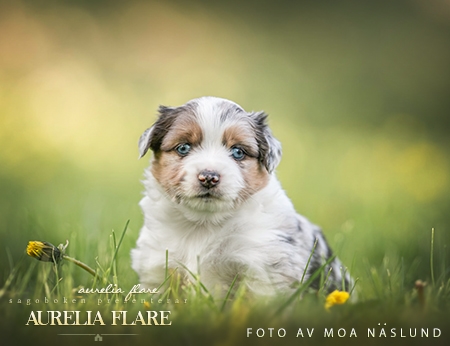 Aurelia Flare