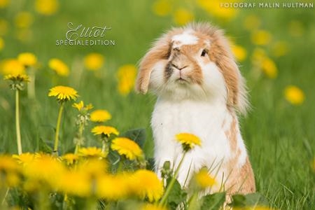 Elliot