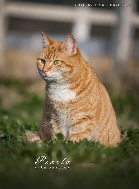 Pearla