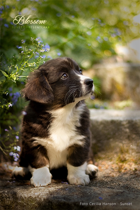 Blossom
