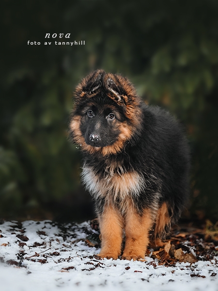 Nova