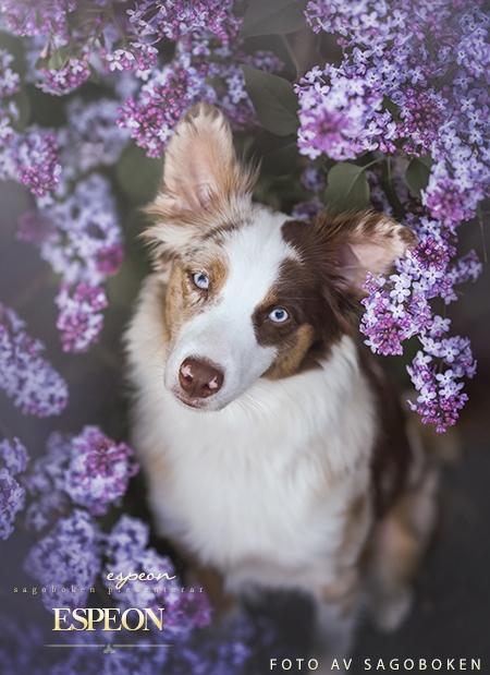 Espeon