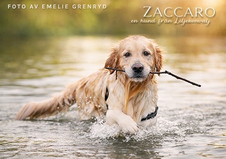 Zaccaro