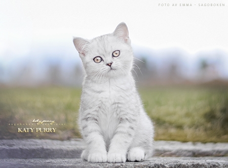 Katy Purry