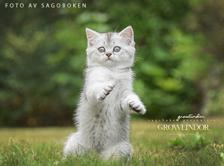 Growlindor