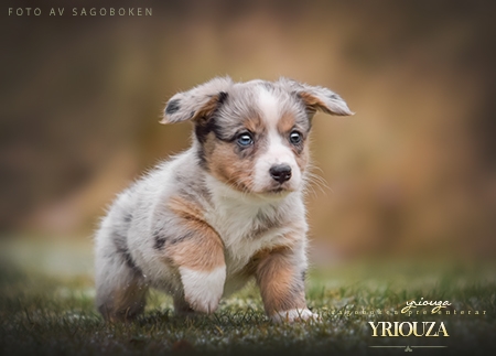 Yriouza