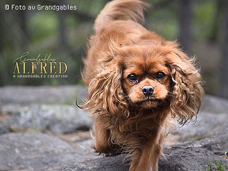 Alfred