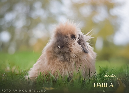 Darla