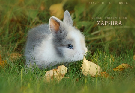 Zaphira