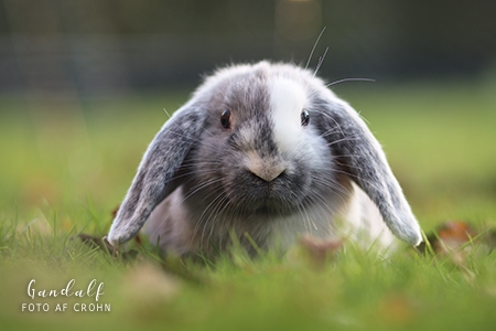 Gandalf