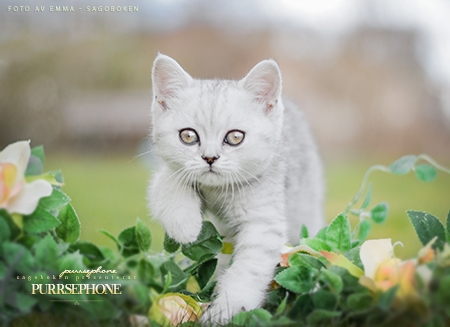 Purrsephone